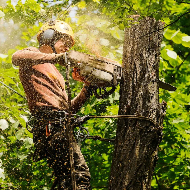 Professional tree services