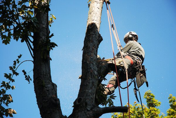 Tree service signage