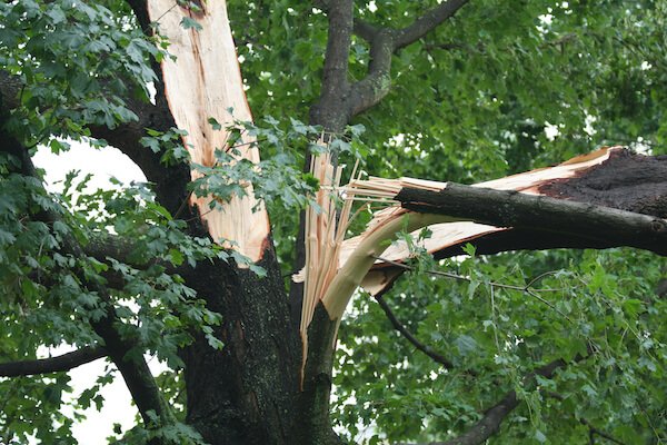 Tree at risk